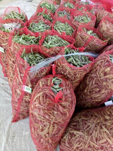 东昌府紫花油豆代办李桂国 豆角价格网
