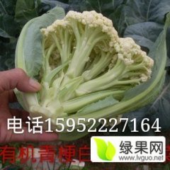 徐康蔬菜合作社常年供应有机花菜