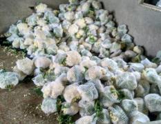 沛县秋季青梗白面菜花已大量上市