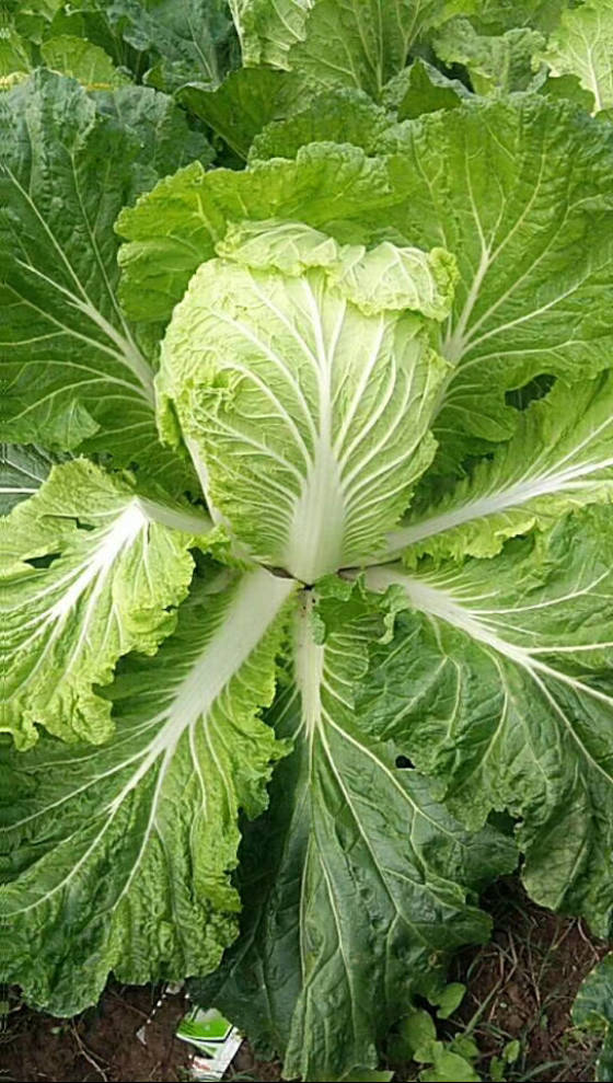 供应:河南省夏邑县万亩大白菜基地