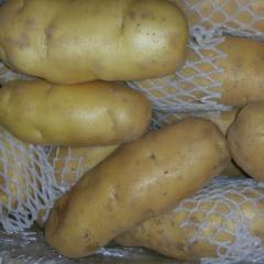 莱城土豆质量上乘牛泉王兴伟诚信合作