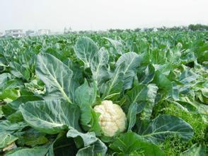 2017年河南粱园白面青梗松花菜价格