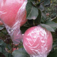 黄土高坡大疑山红富士纸加膜苹果