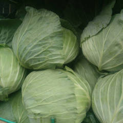 河南焦作博爱县秋冬季甘蓝火爆销售中