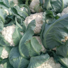 2018河南焦作雪玉花菜大量上市中