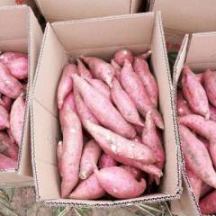 河南开封商薯19颜色棒条形好，欢迎致电，0.5/斤