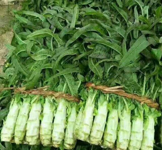 2017年山东郯城福建永安红价格