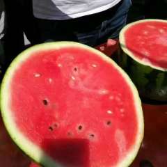 甜王零号 菲侓宾引进的早熟有籽西瓜新品种