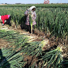 新民大民朱静9月长白大葱
