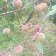 平邑山楂大量上市！有大金星，五棱，歪巴