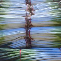 章丘大葱，属百合科葱属