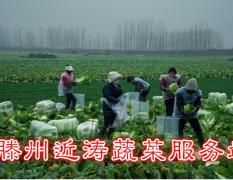 滕州大坞镇大刘庄村是本地最大的大白菜产地