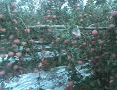 2017霍州苹果 优质纸袋红富士，果个大红度好