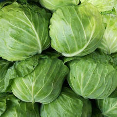 博爱甘蓝 绿秀，绿丰，绿帅，爱丽等品种