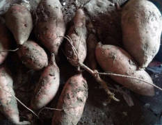 献县五轩家庭农场现有大量红薯刚刚开园