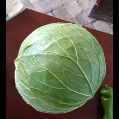 山东章丘市卷心菜甘蓝