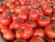 章丘西红柿 花菜产地基地，量大