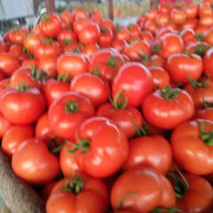 章丘西红柿 花菜产地基地，量大