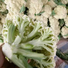 山东章丘市有机菜花