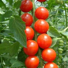 千喜圣女果海南从11月至3月份销售中