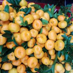 2017东莞水果市场专业代销砂糖桔
