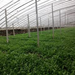 河南省扶沟县种植的优质优质四季小西芹