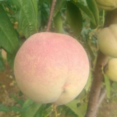 平邑现在大冬桃，小冬桃开始大量上市