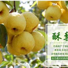 宁陵梨园 自己家种植的“金顶谢花”酥梨