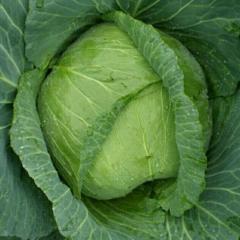 牡丹区甘蓝 大量代收京丰一号甘蓝！