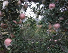 冠县富士苹果大量上市了