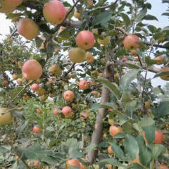 2017大荔花冠苹果口感脆甜，颜色全红