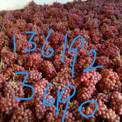 2019大荔今年红提葡萄价格，红提葡萄基地