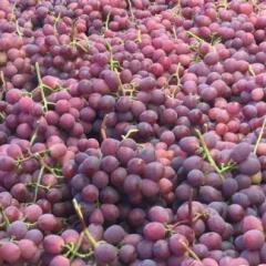 陕西大荔红提葡萄基地