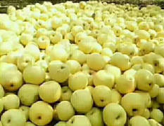 河南宁陵今年酥梨大量上市，质优价廉