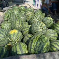 山东昌乐迈阿密甜王 国外引进甜王类型西瓜品种