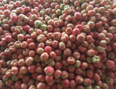 临淄秋季西红柿（粉果）上市，硬粉，果型好