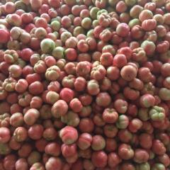 临淄秋季西红柿（粉果）上市，硬粉，果型好