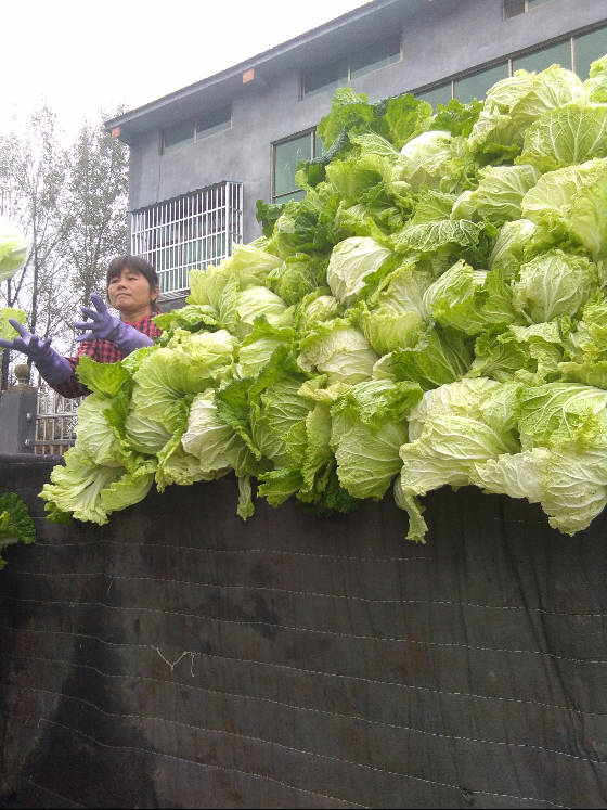 供应 夏邑县郭庄万亩大白菜已大量上市