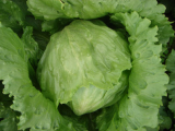 济阳生菜 结球生菜已大量上市，生菜颜色绿