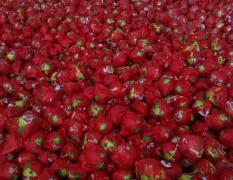 8月份至春节本人都需要大量蜜柚和红柚