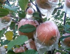 临近霜降，临猗红富士苹果大量上市