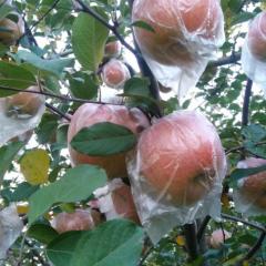 临近霜降，临猗红富士苹果大量上市