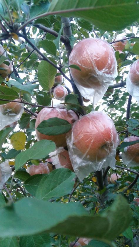 2017年山西临猗红富士价格