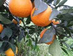 代办个类柑橘主要有春见，不知火