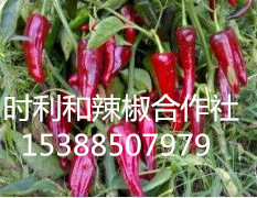 山西盈收辣椒种植合作社北京红辣椒