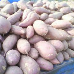 大量出售高淀粉红薯，应用淀粉加工场