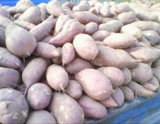 大量出售高淀粉红薯，应用淀粉加工场