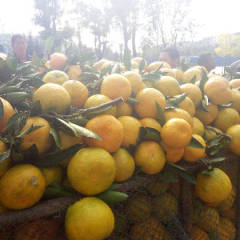 丹江口市习家店镇水果农贸市场