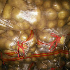 集宁基地宝成10月冀张薯8号土豆