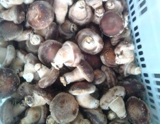西峡香菇价格 鲜香菇、稳定供应